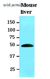 OriGene AM09083PU-S image 1