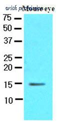 OriGene AM09092PU-N image 1