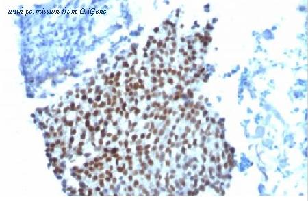OriGene AM09100PU-S image 1
