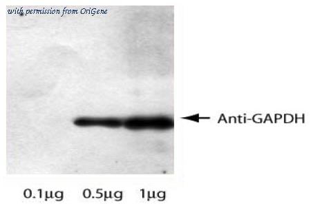 OriGene AM09140PU-N image 1