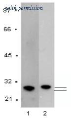 OriGene AM09141PU-N image 1