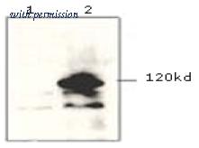 OriGene AM09145PU-L image 1