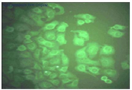 OriGene AM09238PU-N image 1