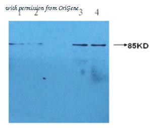 OriGene AM09268PU-N image 1