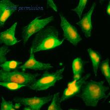 OriGene AM09349PU-S image 1