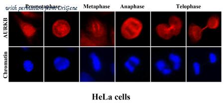 OriGene AM09372PU-N image 1