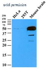 OriGene AM09375PU-S image 1