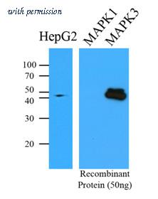 OriGene AM09379PU-N image 1
