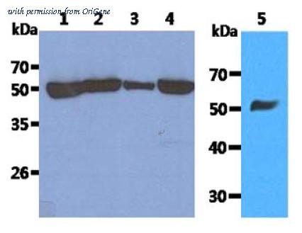 OriGene AM09384PU-N image 1
