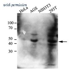 OriGene AM09387PU-S image 1