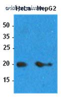 OriGene AM09395PU-S image 1