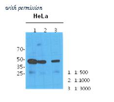 OriGene AM09398PU-N image 1