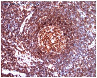 OriGene AM10066SU-N image 1