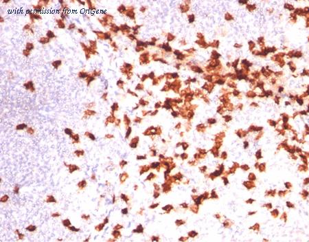 OriGene AM10073PU-S image 1