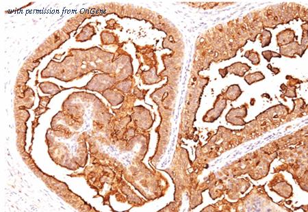 OriGene AM10082PU-T image 1