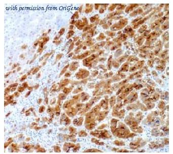 OriGene AM10091SU-N image 1