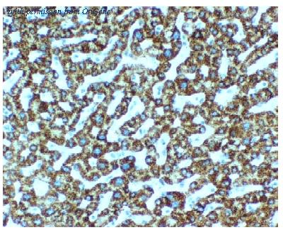 OriGene AM10093SU-N image 1