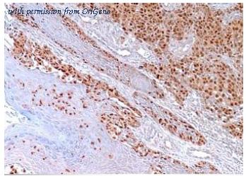 OriGene AM10113SU-N image 1