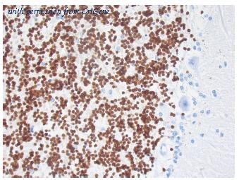 OriGene AM10122SU-N image 1