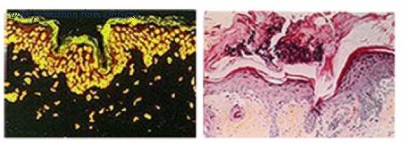 OriGene AM10205PU-S image 1