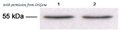 OriGene AM10229PU-N image 1