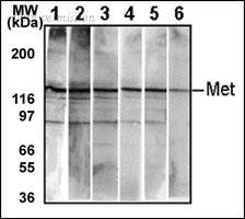 OriGene AM11001PU-N image 1