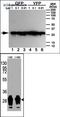OriGene AM11009PU-N image 1