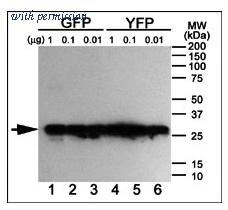 OriGene AM11010SU-N image 1