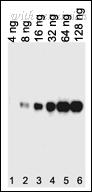 OriGene AM11011SU-N image 1