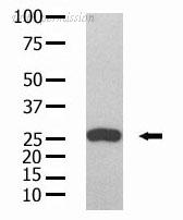 OriGene AM11012PU-N image 1