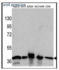 OriGene AM11013SU-N image 1