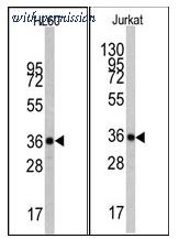 OriGene AM11016PU-N image 1