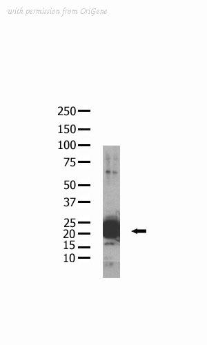 OriGene AM11018PU-N image 1