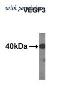OriGene AM11019PU-N image 1