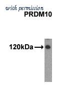 OriGene AM11040PU-N image 1