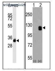 OriGene AM11064PU-N image 1