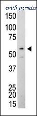 OriGene AM11074PU-N image 1