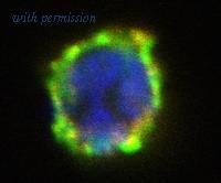 OriGene AM12003AC-N image 1