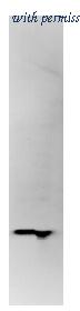 OriGene AM12004PU-N image 1