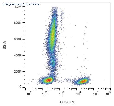 OriGene AM12006PE-N image 1
