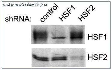 OriGene AM12012PU-S image 1