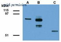 OriGene AM12137PU-N image 1