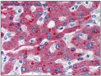 OriGene AM20110PU-N image 1