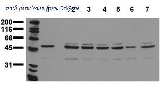 OriGene AM20207PU-N image 1