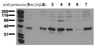 OriGene AM20208PU-N image 1