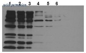 OriGene AM20209PU-N image 1