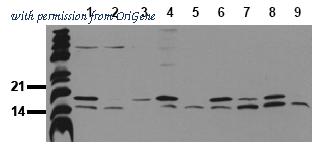 OriGene AM20213PU-N image 1
