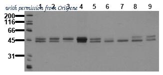 OriGene AM20216PU-N image 1