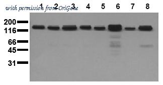 OriGene AM20218PU-N image 1