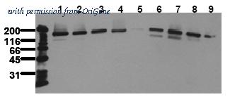 OriGene AM20222PU-N image 1